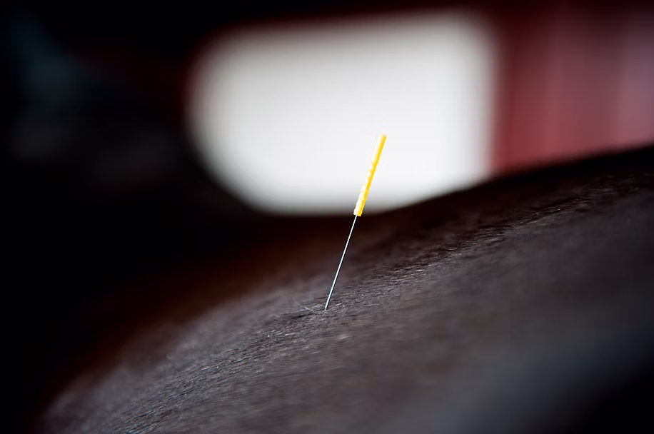 Close-up of an acupuncture needle on a horse’s back.