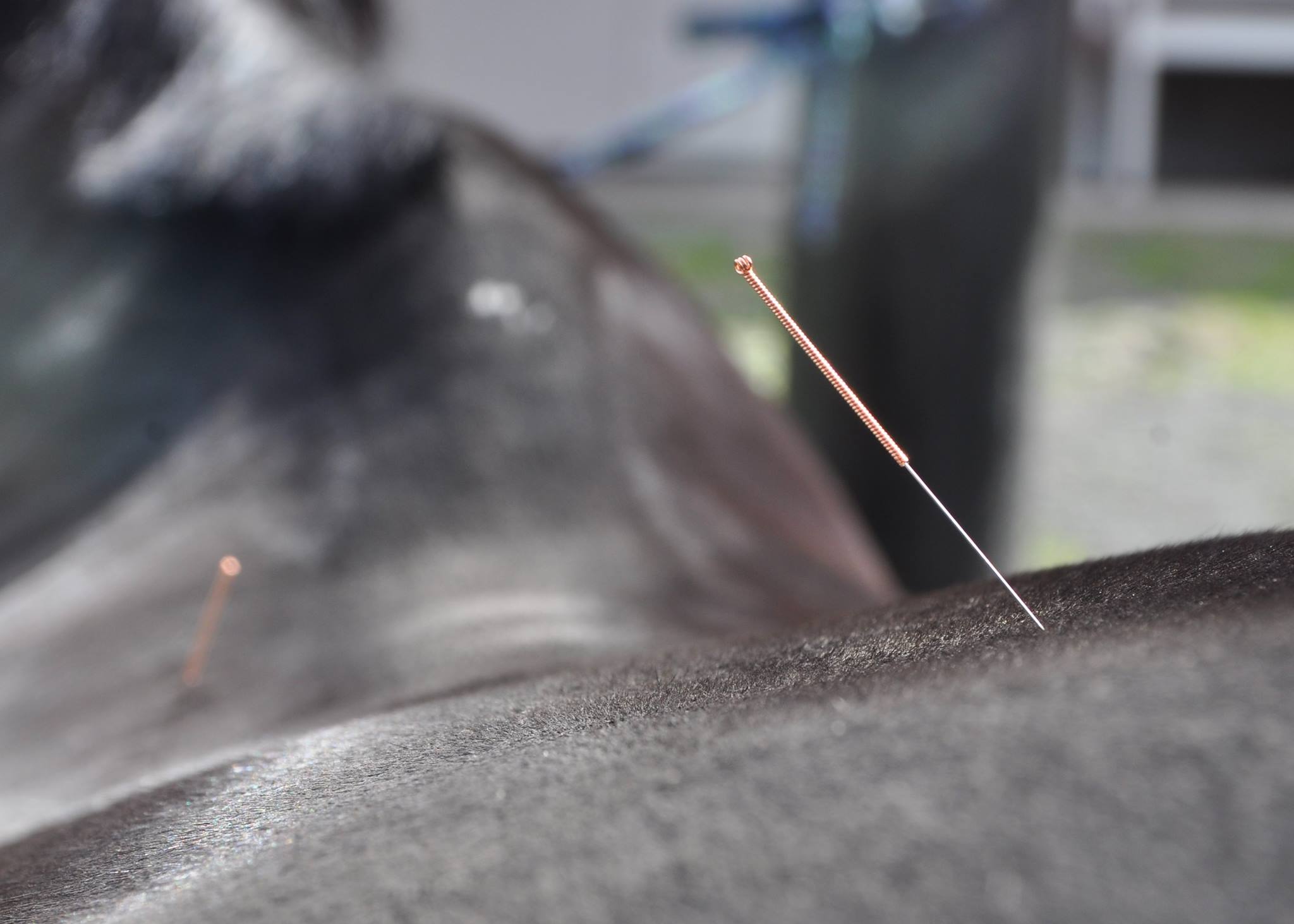 Equine acupuncture needle in a horse's back