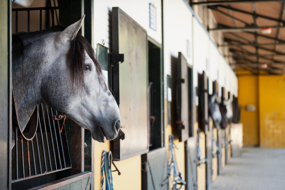 Horse in different situations in the stable and outdoors, used as illustration for case reports.