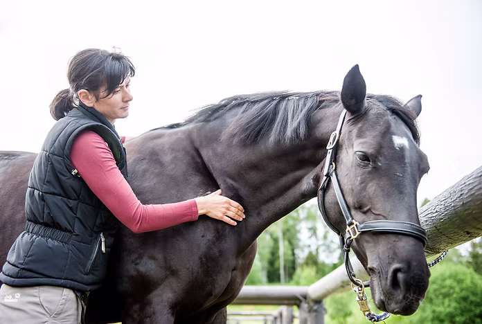 Warmblood mare Amalfa being examined in a stable, used as illustration for the case report.