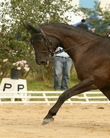 Warmblood mare Amalfa being examined in a stable, used as illustration for the case report.